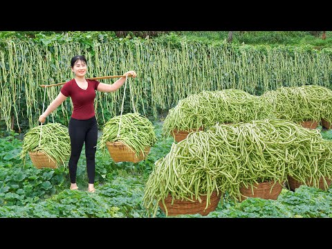 Harvest A Lot Of Long Green Beans Goes To Village Market Sell _My Bushcraft / Nhất