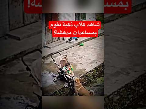 كلاب ذكية تقوم بمساعدات مدهشة!#pets #قصص_واقعية #قصص_واقعية #كلاب #كلاب #اكسبلور #shorts