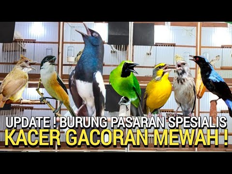 INI BARU JOS ! BURUNG GACOR ENAK DI LIHAT HARGA ASAL JADI DUIT ATAU SEJADINYA PASAR BURUNG PRAMUKA