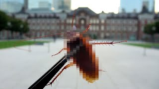 東京で変なゴキブリが増殖している