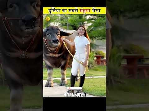 World's most expensive buffalo 😱