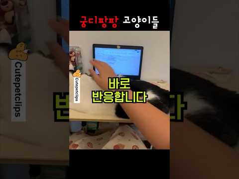 궁디팡팡 고양이들 ㅋㅋㅋ