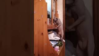 Мой кот! Упорство в меня)