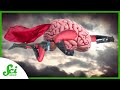 Understanding Brain Plasticity and Its Implications