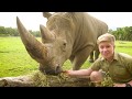 Exploring Wildlife Encounters at Australia Zoo