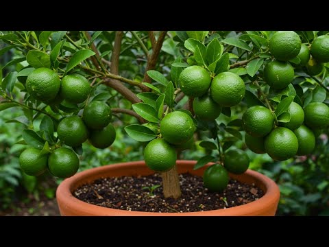 The Secret to Growing Lemon Trees Faster — Air Layering Explained
