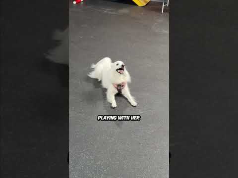 Doing a behavioral assessment for socialization #dogtrainer #puppy