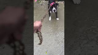 Dog lover