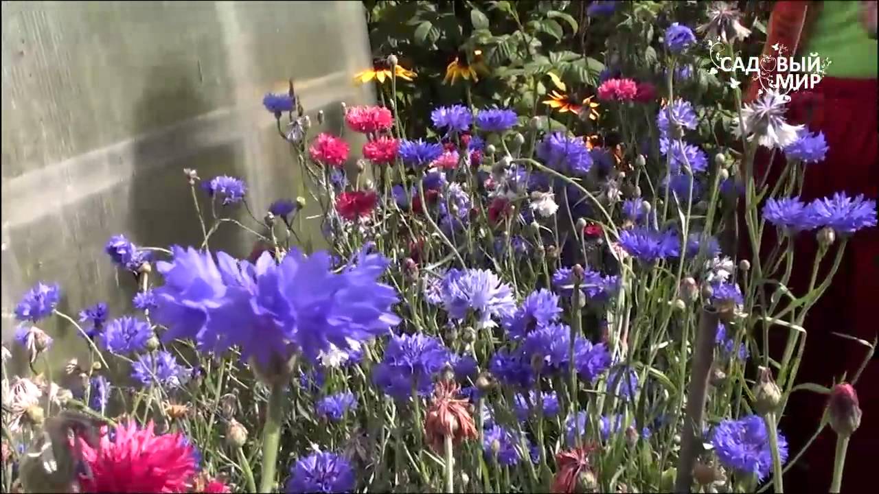Самые неприхотливые цветы Васильки
