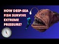 Deep Sea Fish Adaptations and Features