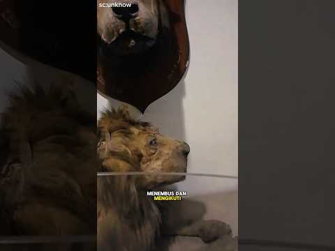singa yang di awetkan ini seolah masih hidup #shorts