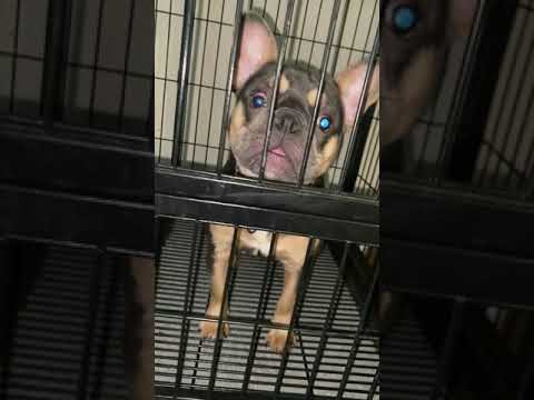 French Bulldogs For Sale In East Texas 07 2021