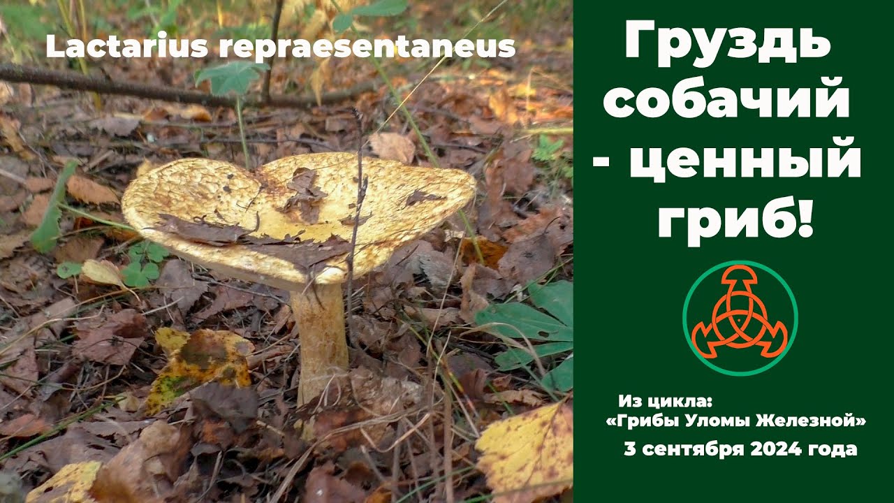 Груздь собачий - ценный гриб! Lactarius repraesentaneus. 3 сентября 2024 года.