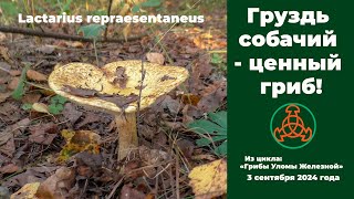 видео