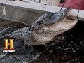 Alligator Capture Challenges and Reactions