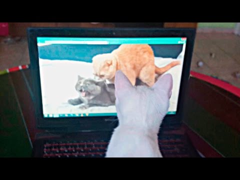 DEJO A MIS GATOS SOLOS EN CASA Y PASA ESTO!! - ReSet