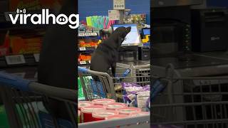 Dog Uses Shopping Cart Seat as a Butt Scratcher || ViralHog