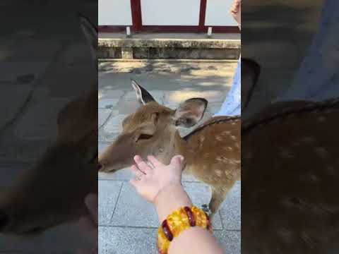 Sp Fujimi is live! NARA PARK LIVE WITH THE DEER