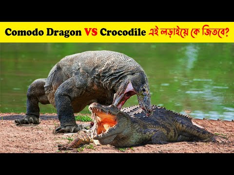 Crocodile Vs Komodo Dragon Fight এই তুমুল লড়াইয়ে কে জয়ী হবে? জানলে চমকে যাবেন Fact Research