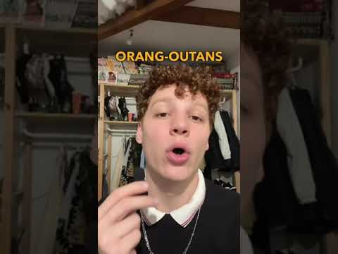 Les Orang Outans 🦧