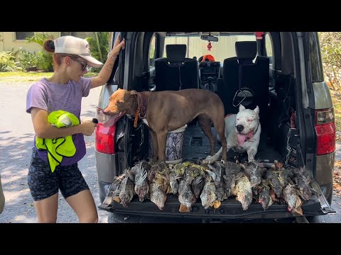 Giant Iguana Removal job at Private Gated Community with Airguns and Dogs!