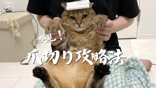【頭にテープ】猫が爪切り中に大暴れない攻略法が遂に成功したッ…⁉