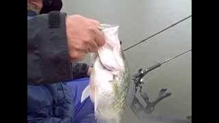 Docs Big Crappie