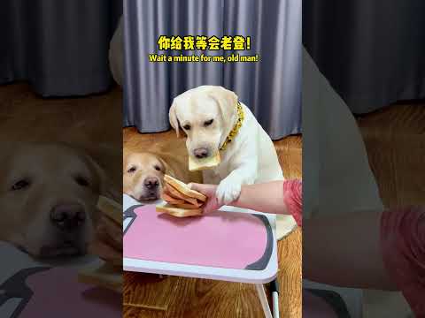 两只狗抢三明治互怼,笑哭!Two doggos fighting over a sandwich and bickering at each other, hilarious!#搞笑汪驾到#萌寵#寵物