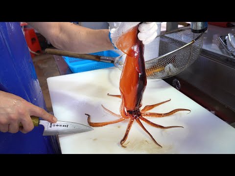 오징어 회썰기 달인! 싱싱한 오징어, 전어 회뜨기┃Squid, gizzard shad, sashimi, Korean street food