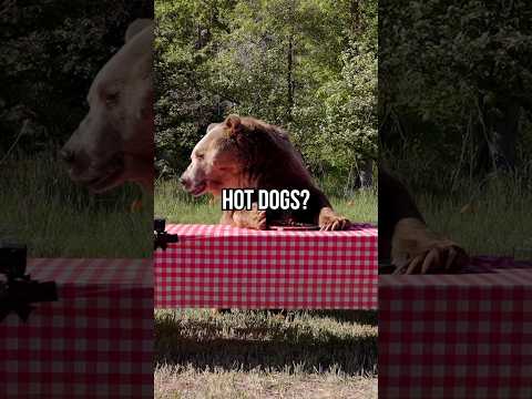 grizzly bear vs professional eater: who eats more?