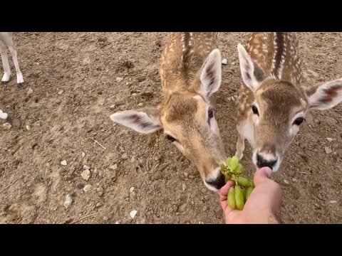 Resort in the Desert 🦌🦆🐇🦚 (MANIFA)-منتجع في الصحراء (منيفه)