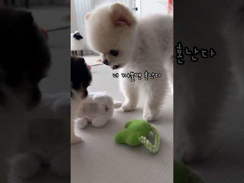 버르장머리없는 점만한 새끼 강아지