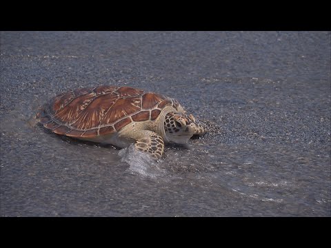 【中英文版】為海龜找生路 Safe Passage for Sea Turtles(我們的島 第944集 2018-03-05) - YouTube