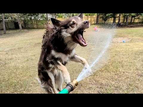 This Dog LOVES the Hose Water Even More then Kira!