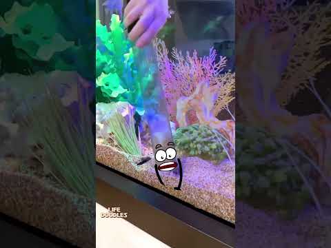 Life Doodles | Cleaning the aquarium #lifedoodles #shorts #animation #cartoon