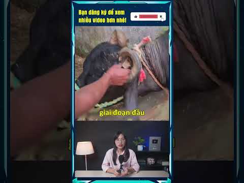 Cắt sừng trâu #shorts #khampha #kienthuc #khoahoc #thegioikydieu
