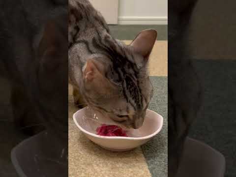 猫は高級な牛肉と安い牛肉どっちに食いつく？#shorts