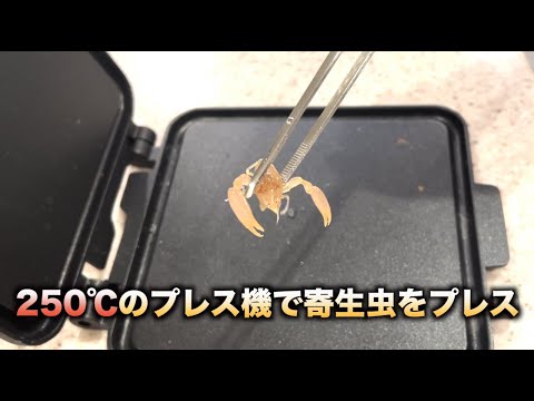 平貝の寄生虫をプレス機でプレスして250℃で焼くと。。。　#shorts