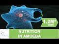 Amoeba Feeding and Digestion Processes