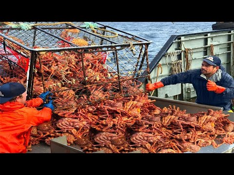 Catch Hundreds Tons Crabs With Modern Big Ship, Automatic Crab Processing Line