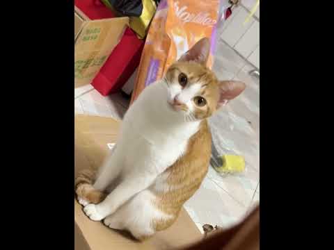My cat looks like me #funny #cat #funnycat #fyp #cats #funnyvideos