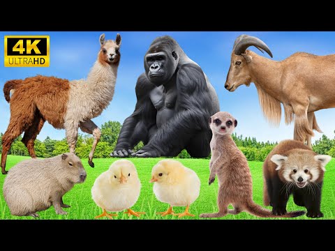 Heartwarming Animal Moments: Deer, Chimpanzee, Chicken, Alpaca, Capybara - Animal Sounds