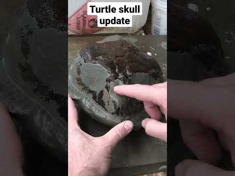 Fossil turtle skull update after acid bath #fossil #skull #turtle #science