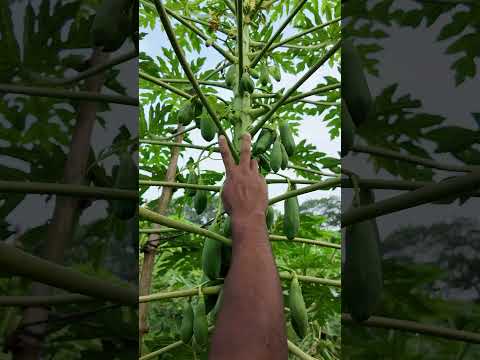 how to care papaya tree #farmers #farming #agriculture #farmlife #food #papaya #fruit
