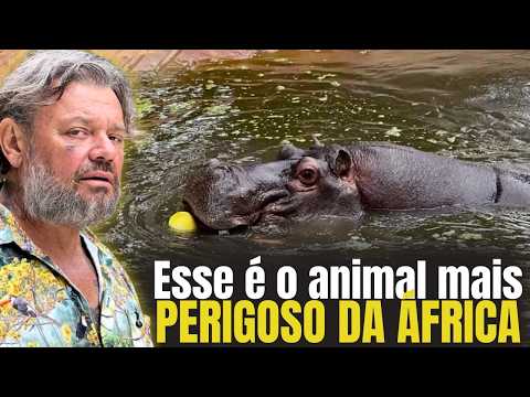 😱 O ANIMAL MAIS PERIGOSO DA ÁFRICA: conheça o hipopótamo Pororoca 🦛