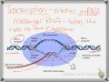 Protein Synthesis and Genetic Code