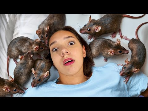 😱 MARA a DORMIT cu ȘOARECII în PAT 🛌