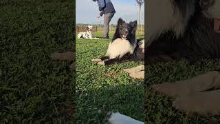 Nhâtalino ascolta #bordercollie #addestramentocani
