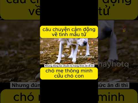 chó mẹ cứu con phần 1 .