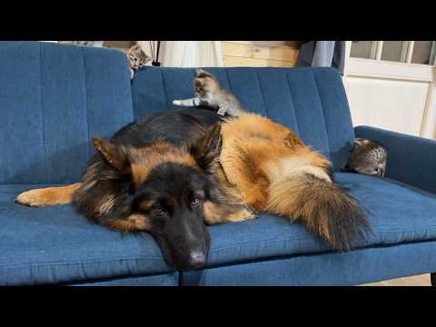 5 Kittens Climb All Over German Shepherd | His Reaction Will Melt Your Heart